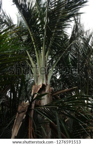 oil palm fields
