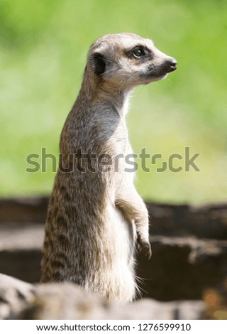 Meerkat - Suricata suricatta on the lookout (green background)