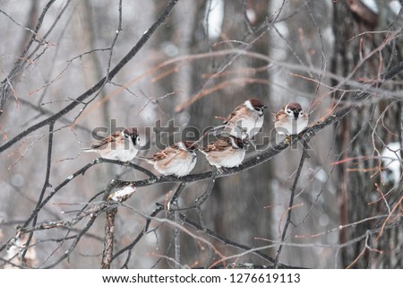 Five funny little sparrow sitting in a garden in winter garden, hunched