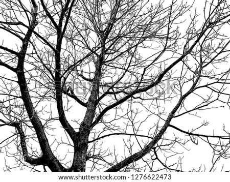 Line of tree isolated on white background.black and white picture.Layout of the tree.silhouette of tree.