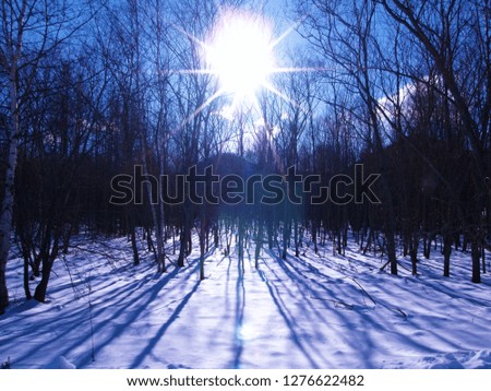 The Blue sky and the sun in winter. The silhouette of a grove reflecting snow
