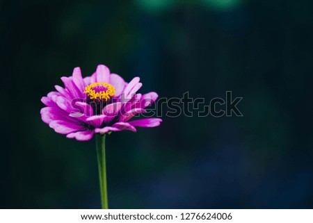 Elegant red violet petals plant on blurred dark background. Zinnia flower macro view photography. Copy space, shallow depth of field