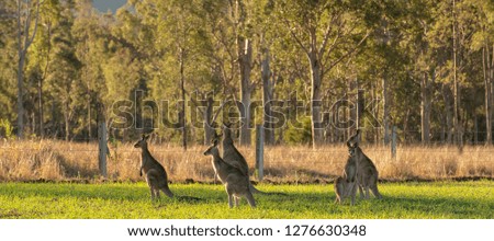 Australian kangaroos outdoors during the day in a country field.