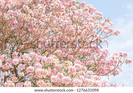 Spring cherry blossom. Blooming pink trumpet tree, art transparent of pink flowers petals and branches of tree, light blue-sky background. Sweet pink flowers in full bloom. Selective focus.