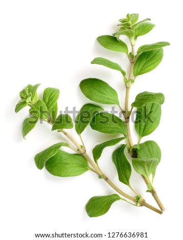 fresh marjoram herb isolated on the white background, side view Royalty-Free Stock Photo #1276636981