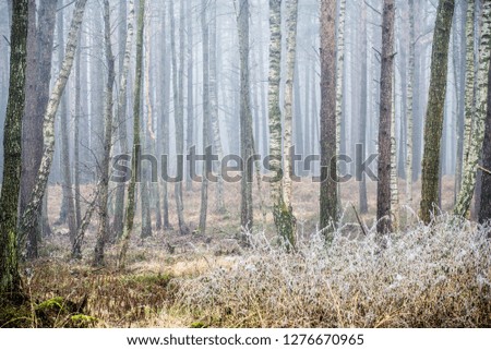 The forest landscape. Morning fog on a cloudy winter day. Latvia