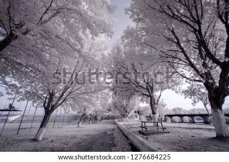 a bench at snowy tree park 720nm infrared photo