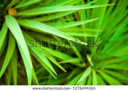 Closeup nature view of green palm leaf on blurred greenery background in garden with copy space using as background natural green plants landscape, ecology, fresh wallpaper concept