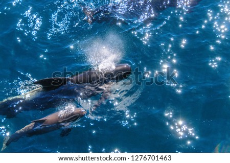 A group of Long-Finned Pilot Whales -Globicephala melas- swimming in the South Atlantic Ocean, near the Falkland Islands Royalty-Free Stock Photo #1276701463