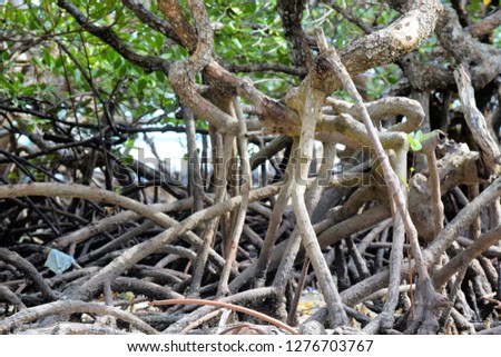 Thickets of mangrove trees. Palawan. Philippines.
