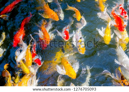 Koi fish swimming in the pond happily and blessed in nature background