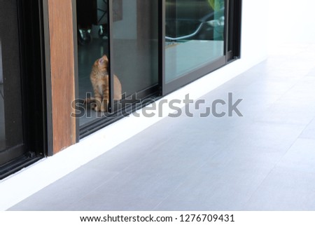 
Cute cat secretly behind the glass door.