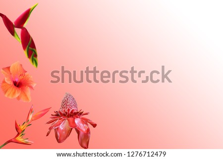 Photo collage of isolated tropical flowers on coral gradient background