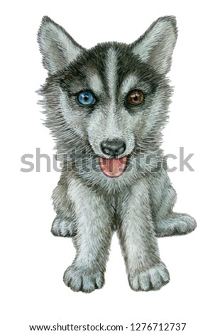 dog of breed husky . watercolor illustration
