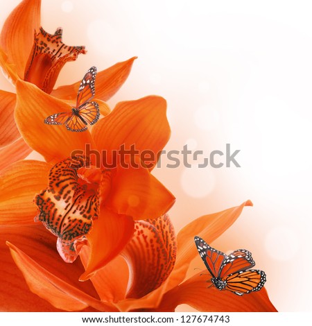 Orchids with a butterfly on the coloured background