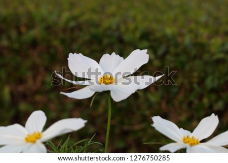 Closeup white cosmos flower in the garden,micro view of cosmos flower,Selective focus with shallow depth of field,Cosmos flower in garden