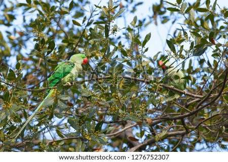 two green parrot on tree