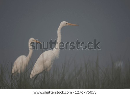 Great Egret at Sunrise 