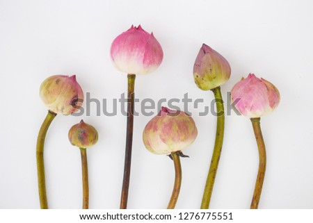 Lotus flowers on a white background 