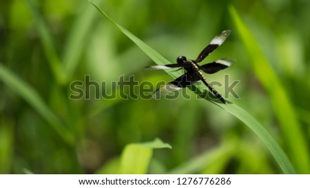 Male Pied Paddy Skimmer Dragon fly on grass. 