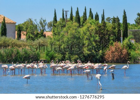 
Pink flamingo searches for food in shallow water. Reserve Camargue. France