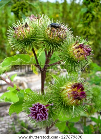 Prickles of a burdock. Picture for pharmacies. Medicinal weed. Nature near us. The plant used in folk medicine