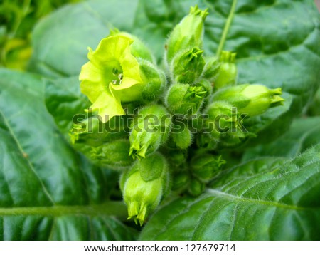 Magnificent yellow and beautiful flowers of tobacco