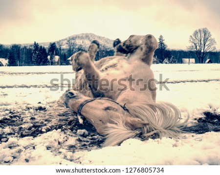 Farm horse laying in snow in cloudy winter day. Beautiful white horse on snowy spring pasture