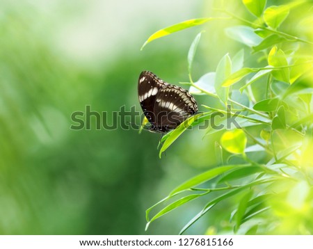 close up black butterfly on green leaf , relax and calm with nature concept