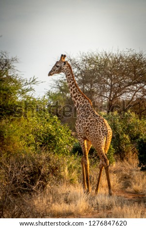 Giraffe in the African savannah, Kenya safari game drive