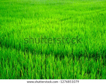 Green ear of rice in paddy rice field under blue sky.rice plant in rice field.