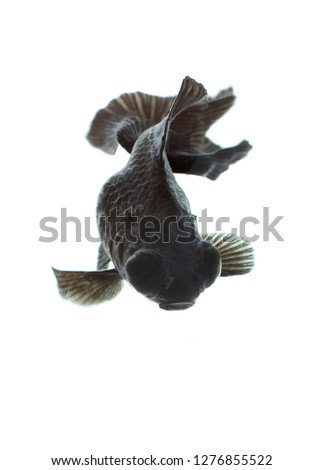 Image of black goldfish Isolated on white background. Animal. Pet.
