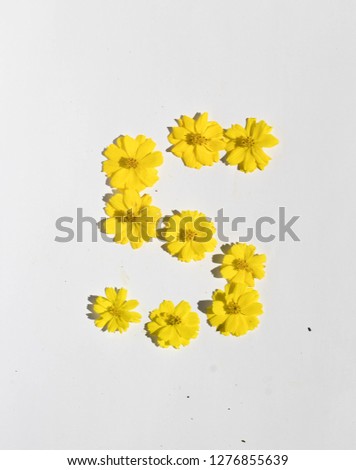 Beautiful yellow Sulfur cosmos flowers form the pattern of letter S