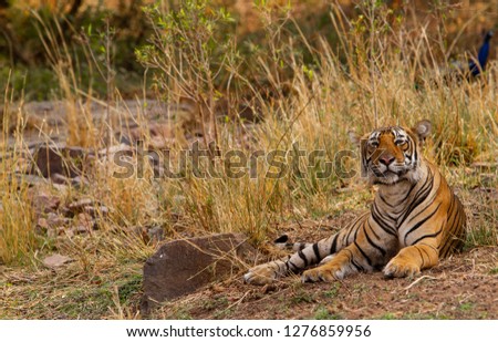 Royal Bengal strolling in the forest of Ranthambhore  