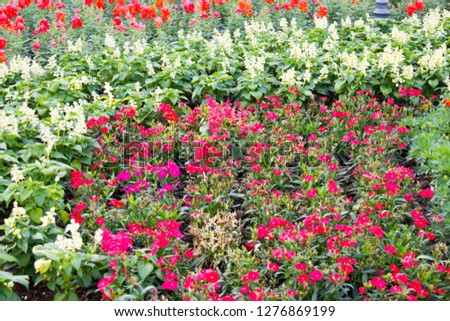 colorful flower in the garden, colorful flowers on the flowerbed, an element of the landscape park design.