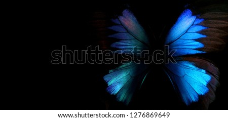 Blue abstract pattern. Wings of the butterfly Ulysses. Wings of a butterfly texture background. Copy spaces                           