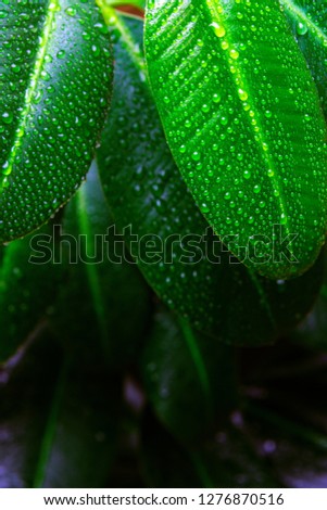 Beautiful Fresh green leaf with drops first light in the morning.Abstract image of water droplets on leaves in tropical forest nature background