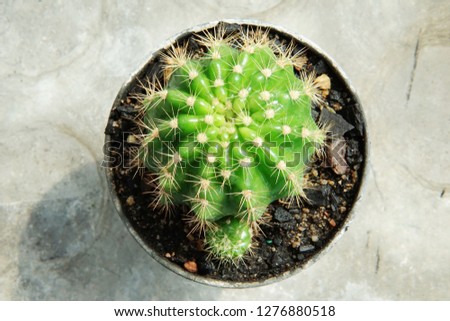 Small green Echinopsis calochlora cactus