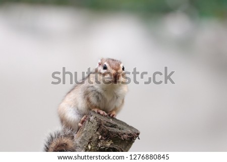 Squirrel in Kamo City, Niigata Prefecture, Japan