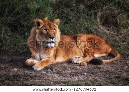 A beautiful picture of the lion and he is sitting
