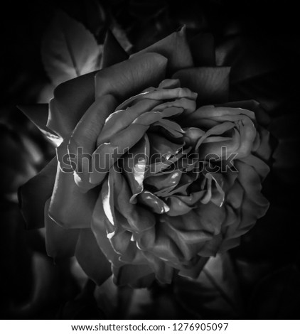 A creative, digitally enhanced black & grey rose wallpaper design with an added dark vignette border.