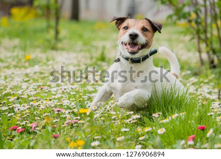 Springtime scene with happy dog playing on fresh green grass among spring flowers. Protect your pet from ticks and fleas concept