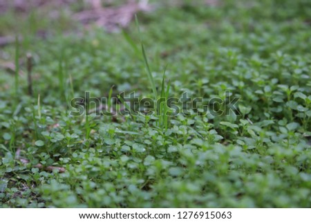 Natural tiny plants