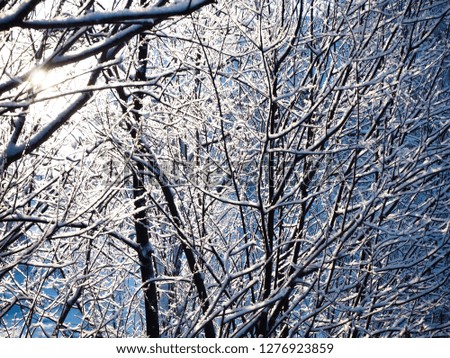 Calm winter forest