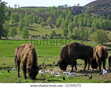 Bison Herd - also with an Optical Illusion of a man's face on one of the hides