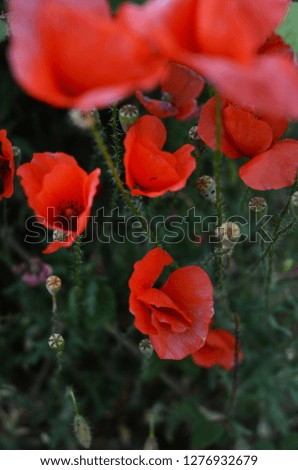 Poppy flowers close up picture in artistic way. Latin name - Papaver rhoeas