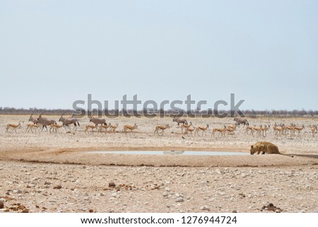 Lion hunting in the african savannah of Namibia