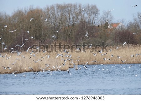 Birds flying by the lake on blue background.Grop of birds flying.seagull flying.Duck flying.Isolated bird.Background with birds.