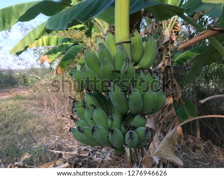 Banana on tree and green nature