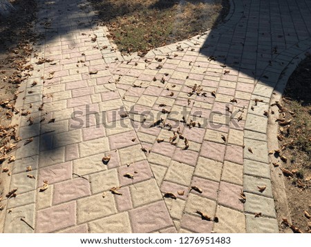Garden stone path with grass growing up between and around stones, Brick Sidewalk